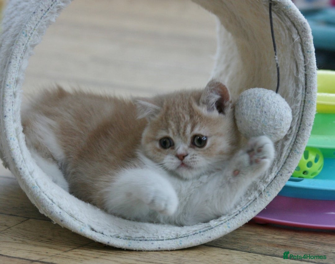 Exotic cats for sale: Exotic pedigree kittens  - Image 30