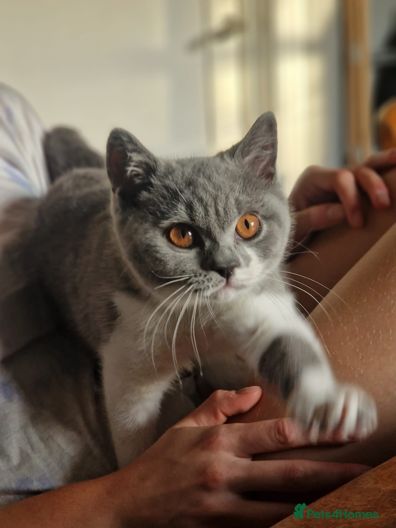 British Shorthair cats Stunning and super cuddly Pedigree BSH GCCF reg - Advert 9