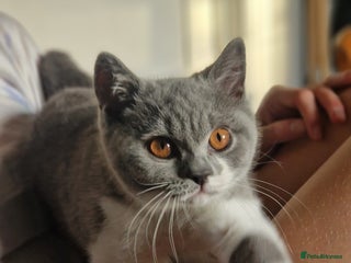 British Shorthair cats Stunning and super cuddly Pedigree BSH GCCF reg - Advert 11