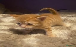 Bengal cats for sale: Beautiful ginger kittens - Image 4