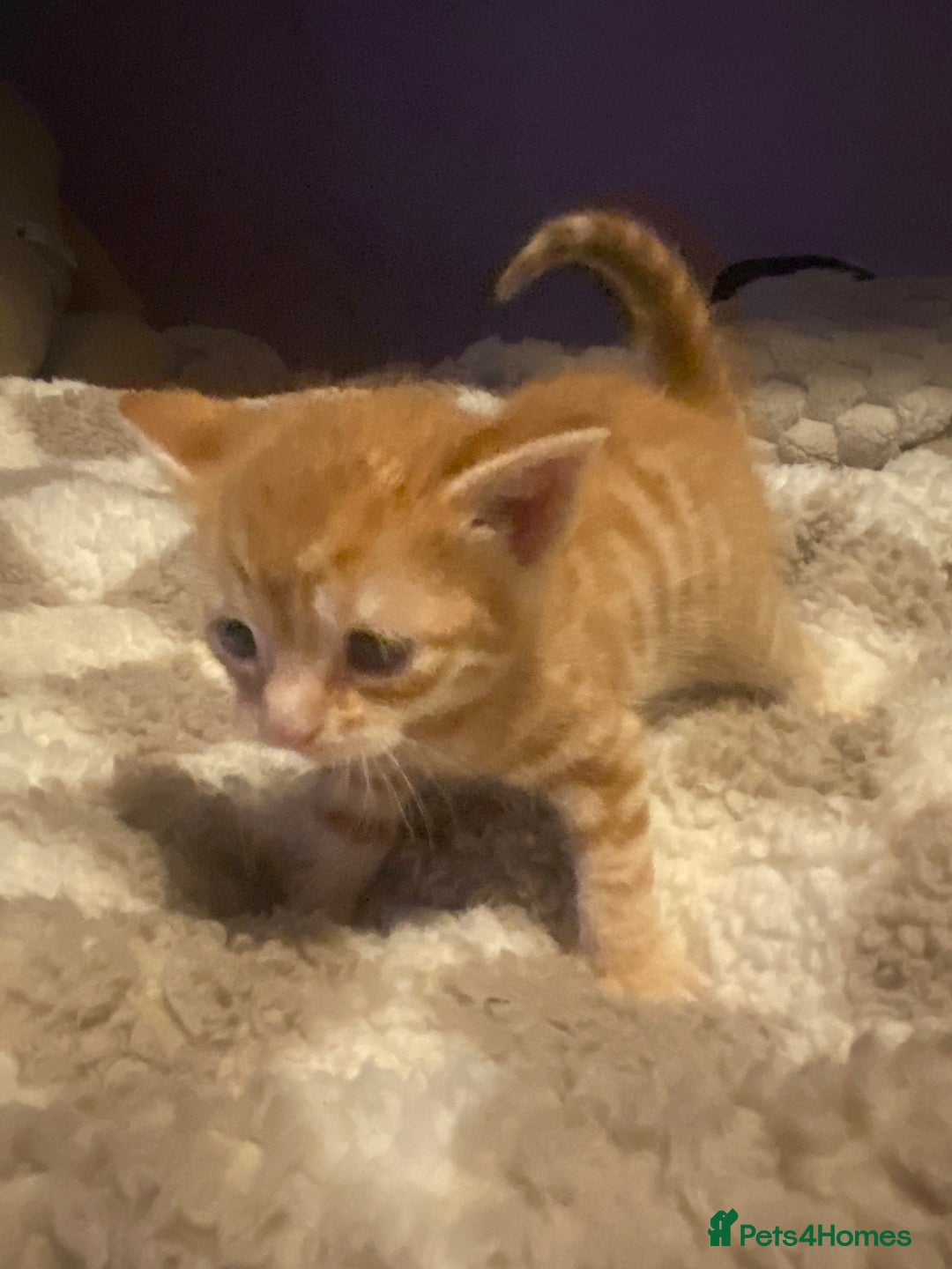 Bengal cats for sale: Beautiful ginger kittens - Image 4