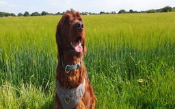 Irish Setter dogs for stud: Irish Setter (Red) Available for Stud. - Image 1