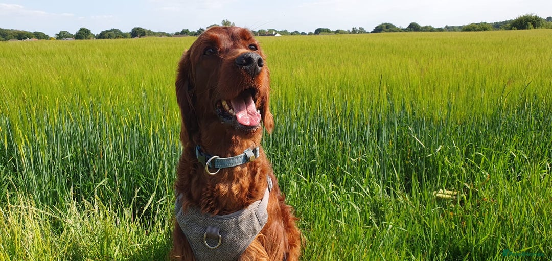 Irish Setter dogs for stud: Irish Setter (Red) Available for Stud. - Image 1