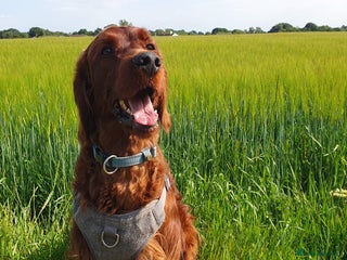 Irish Setter dogs - Advert 1