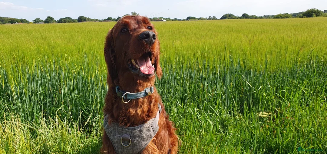 Irish Setter dogs for stud: Irish Setter (Red) Available for Stud. - Advert 1