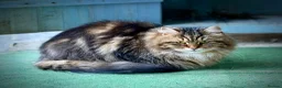 Siberian cats for sale: Retiring show cats in Billericay - Advert 15