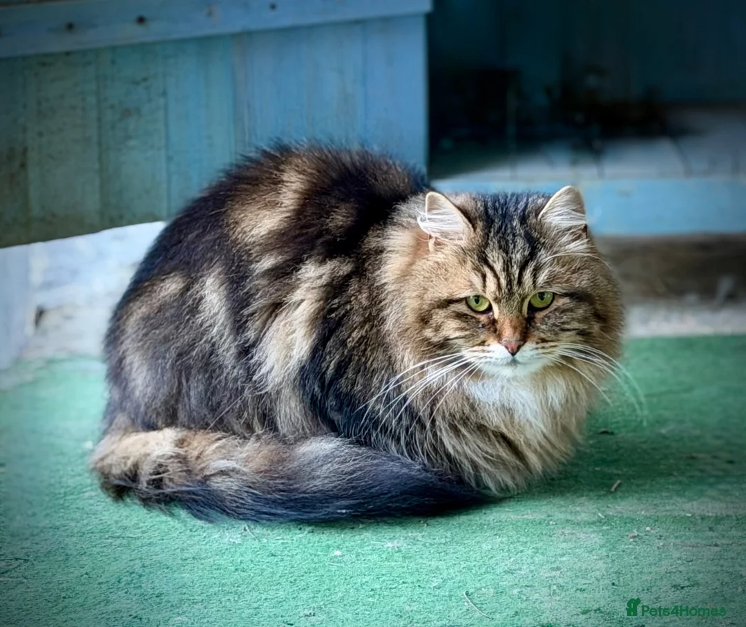 Siberian cats for sale: Retiring show cats in Billericay - Advert 15