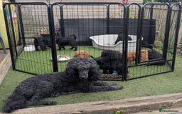 Poodle dogs for sale: Moyen Poodles - Image 1