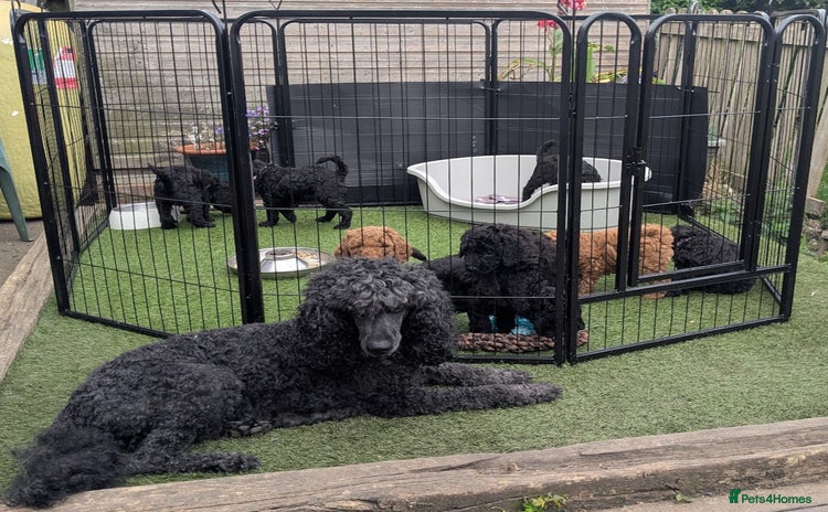 Poodle dogs - Advert 2