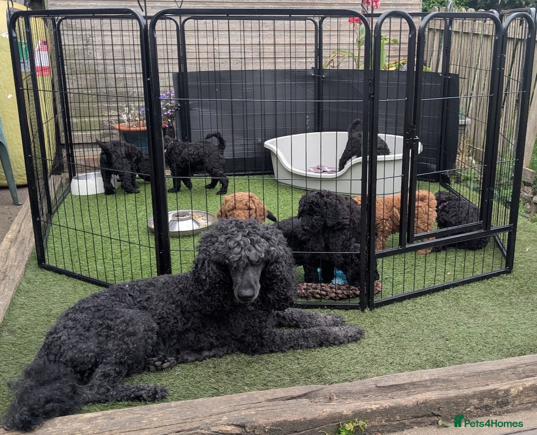 Poodle dogs for sale: Moyen Poodles - Image 1