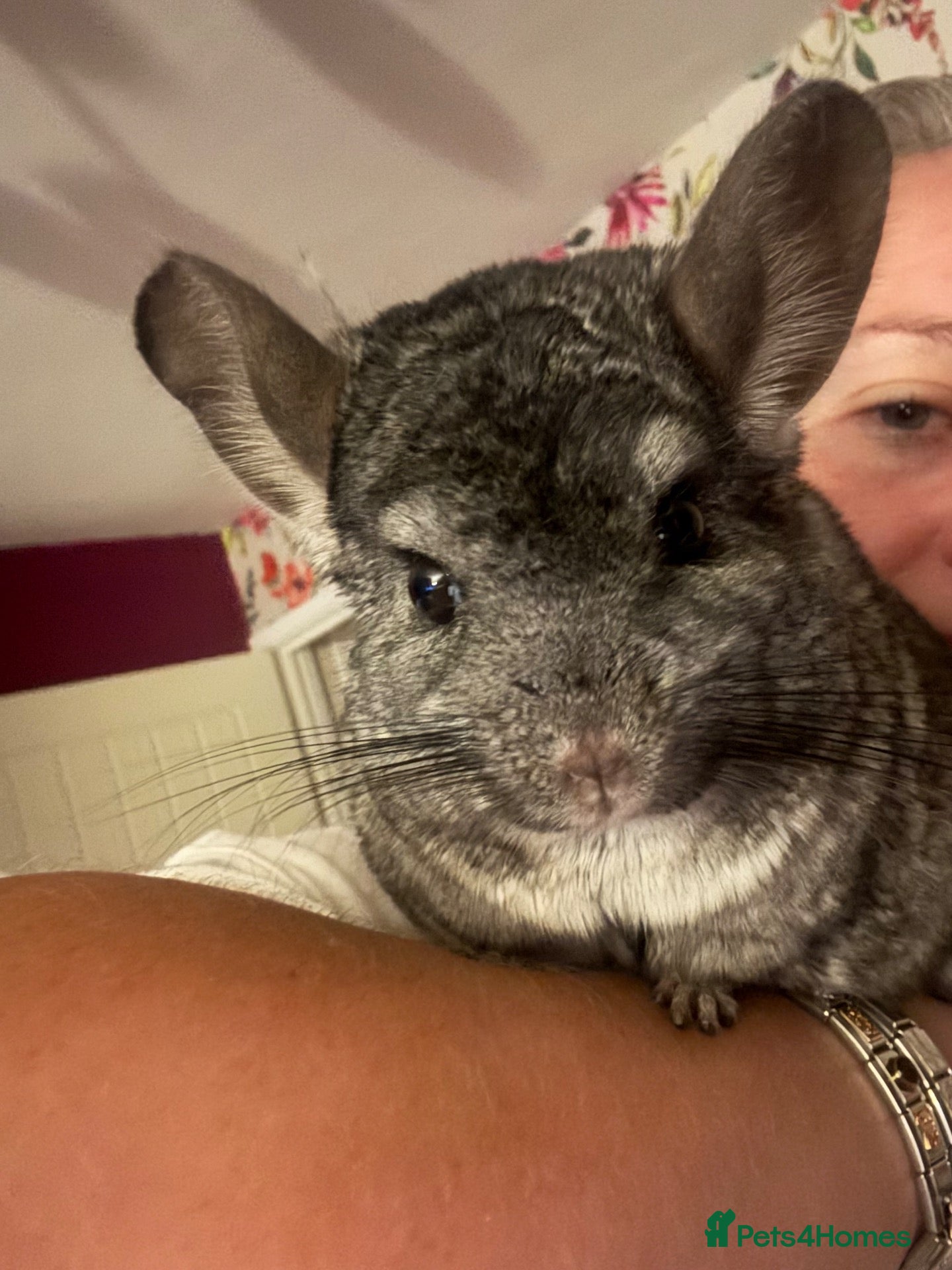 Chinchilla rodents female chinchilla 8yo - Advert 1