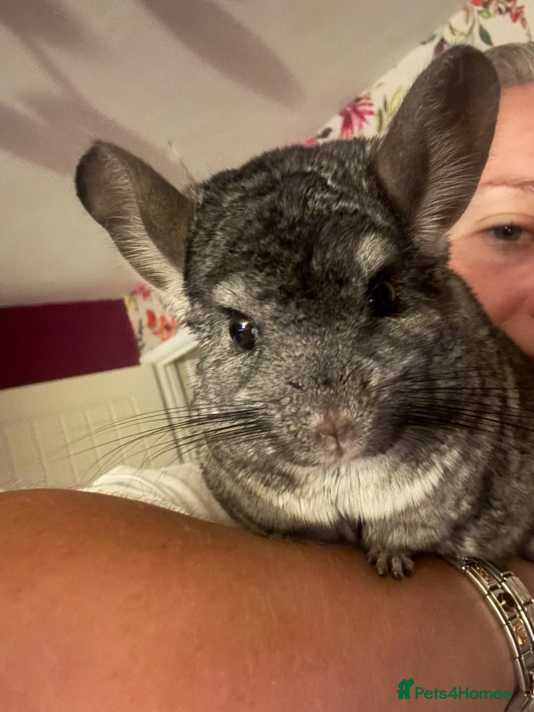 Chinchilla rodents for sale: female chinchilla 8yo - Advert 1