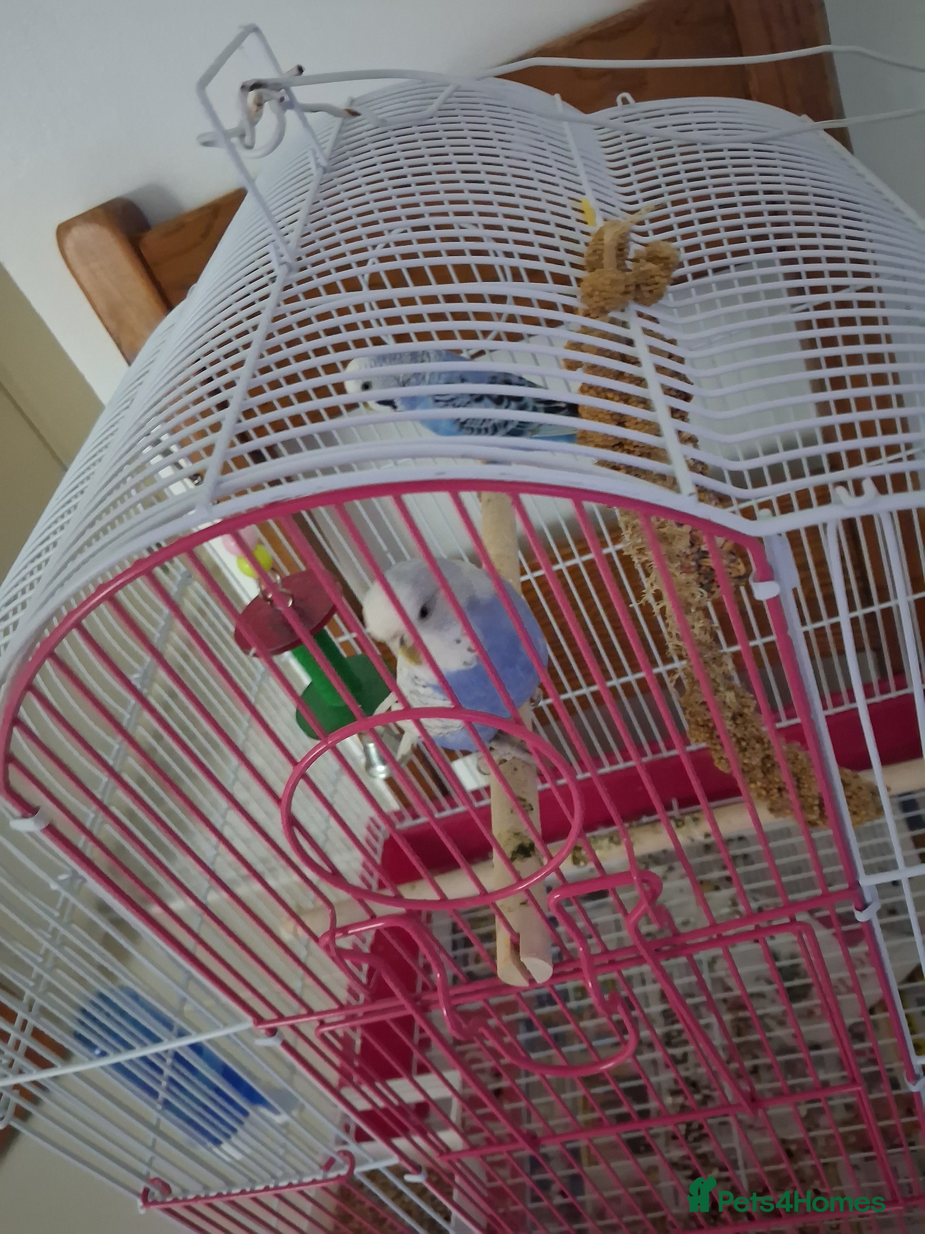 Canaries birds Badiges - Advert 11