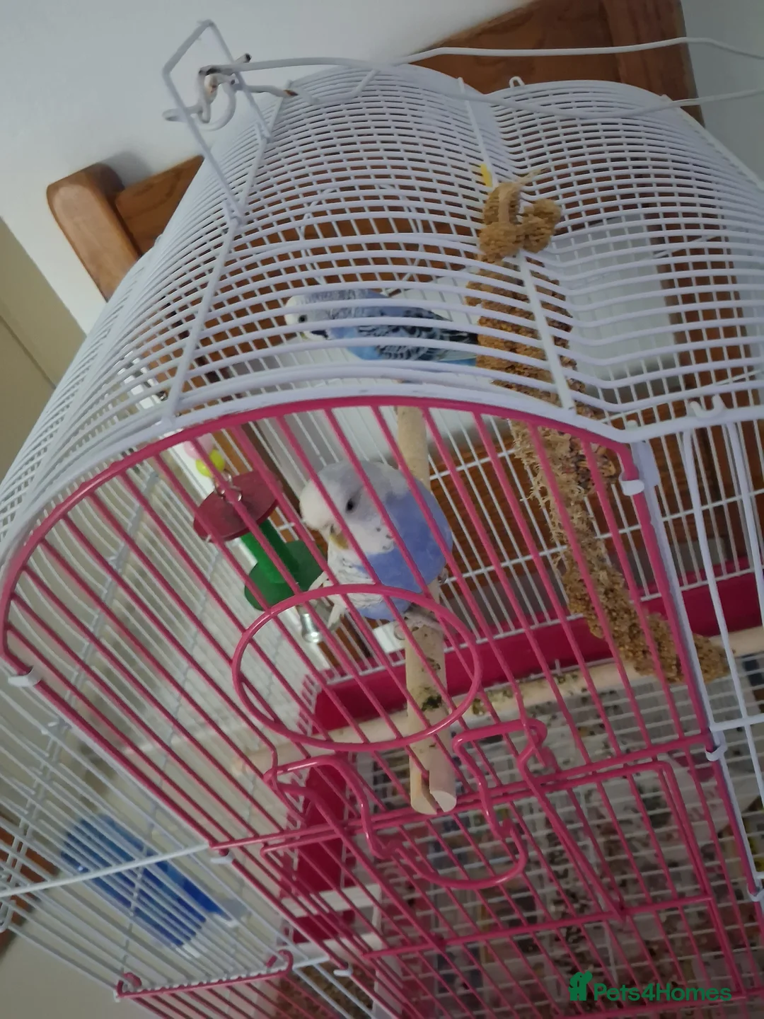 Canaries birds for sale: Badiges in Woodford Green - Advert 1