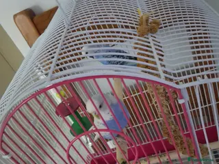 Canaries birds Badiges - Advert 15