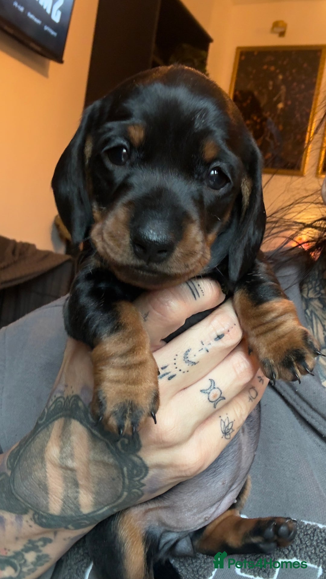 Miniature Dachshund dogs for sale: ⭐️OUTSTANDING MINI DACHSHUND PUPS⭐️  - Advert 4