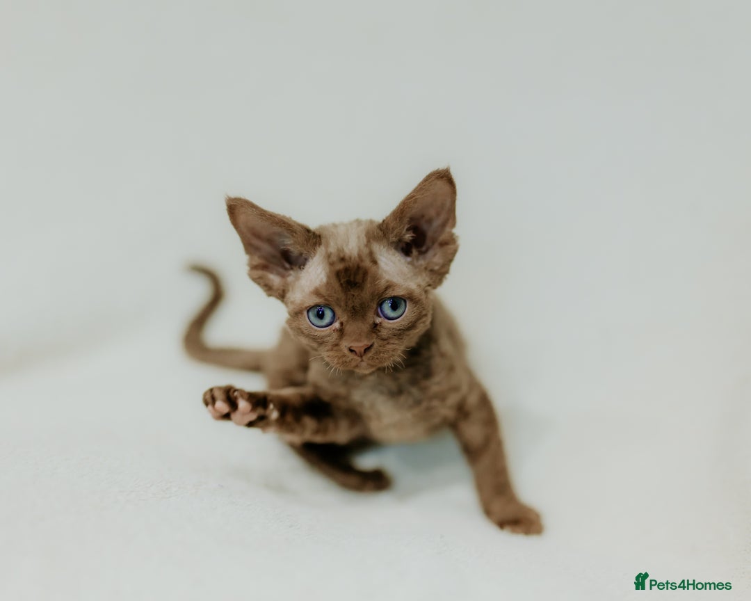 Devon Rex cats for sale: Adorable GCCF Registered DevonRex Kittens FOR SALE - Advert 24