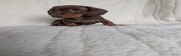 Miniature Dachshund dogs for sale: 🐾KC Registered Top Quality Chocolate & Tan boys - Advert 2