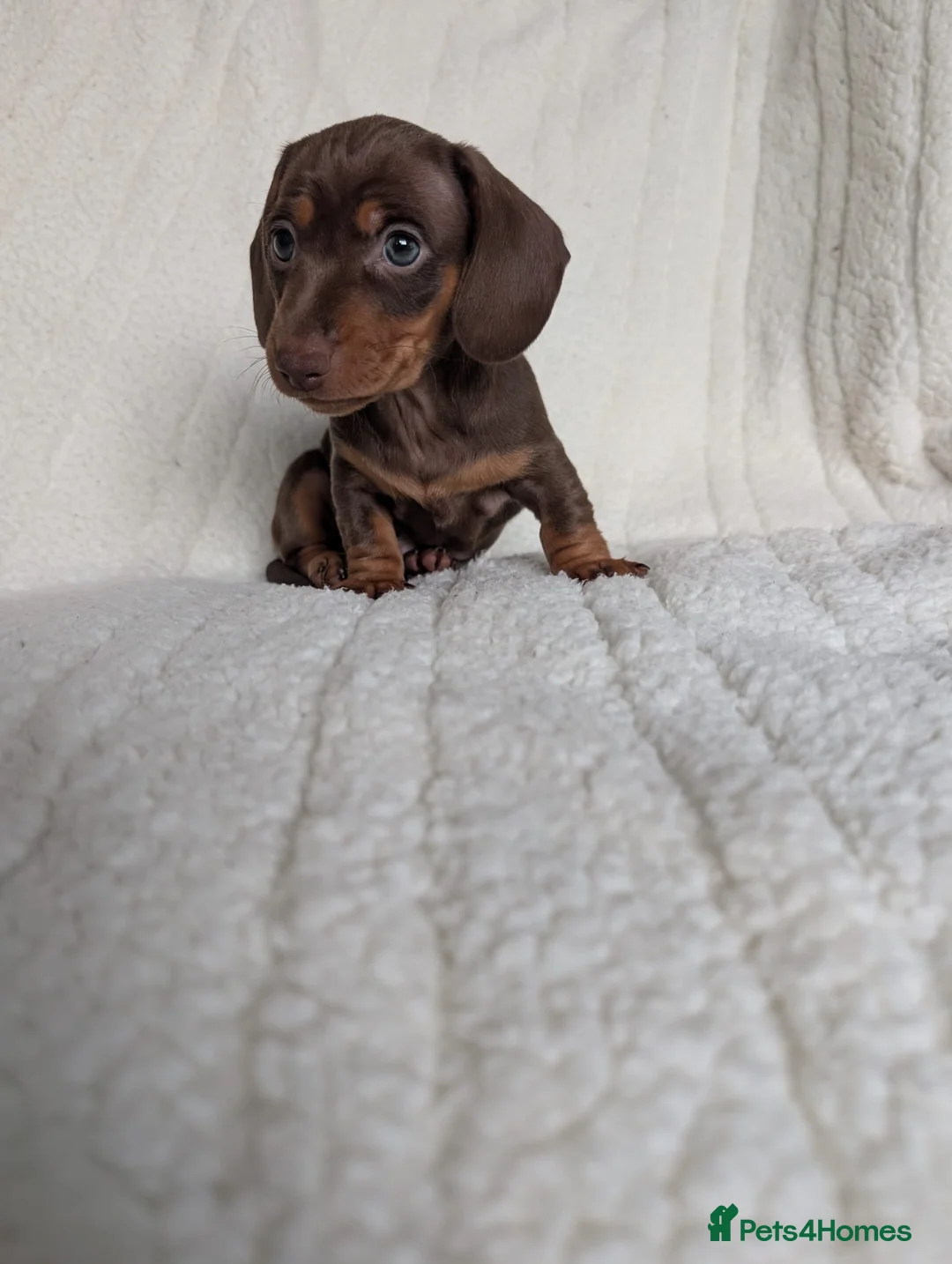 Miniature Dachshund dogs for sale: 🐾KC Registered Top Quality Chocolate & Tan boys - Advert 2