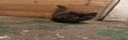 Mixed Breed cats for sale: 2 kittens looking for forever home - Advert 2