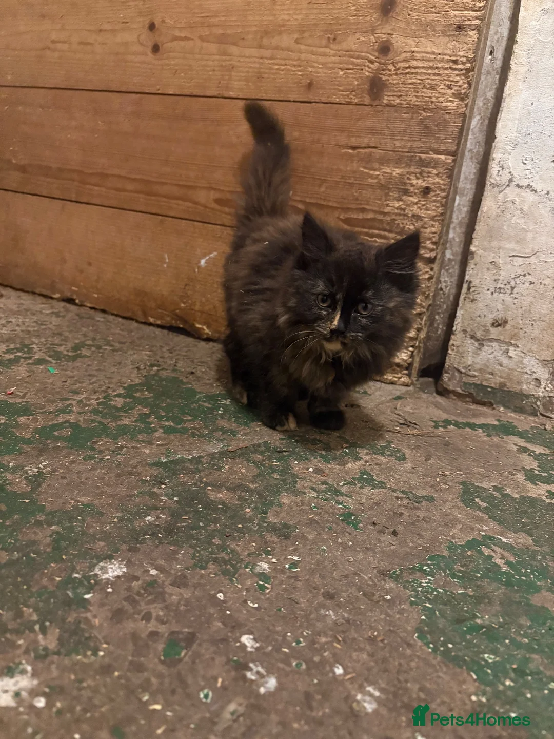 Mixed Breed cats for sale: 2 kittens looking for forever home - Advert 2