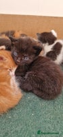 Mixed Breed cats - Advert 8