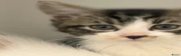 British Shorthair cats for sale: British shorthair kittens  - Advert 10