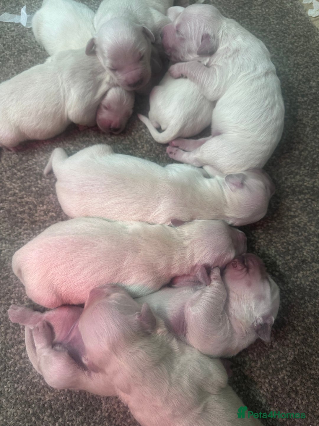 Golden Retriever dogs for sale: Exceptional litter of kc healthy golden retrievers - Image 9