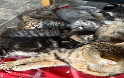 Toyger cats for sale: Tabby kittens  - Image 19