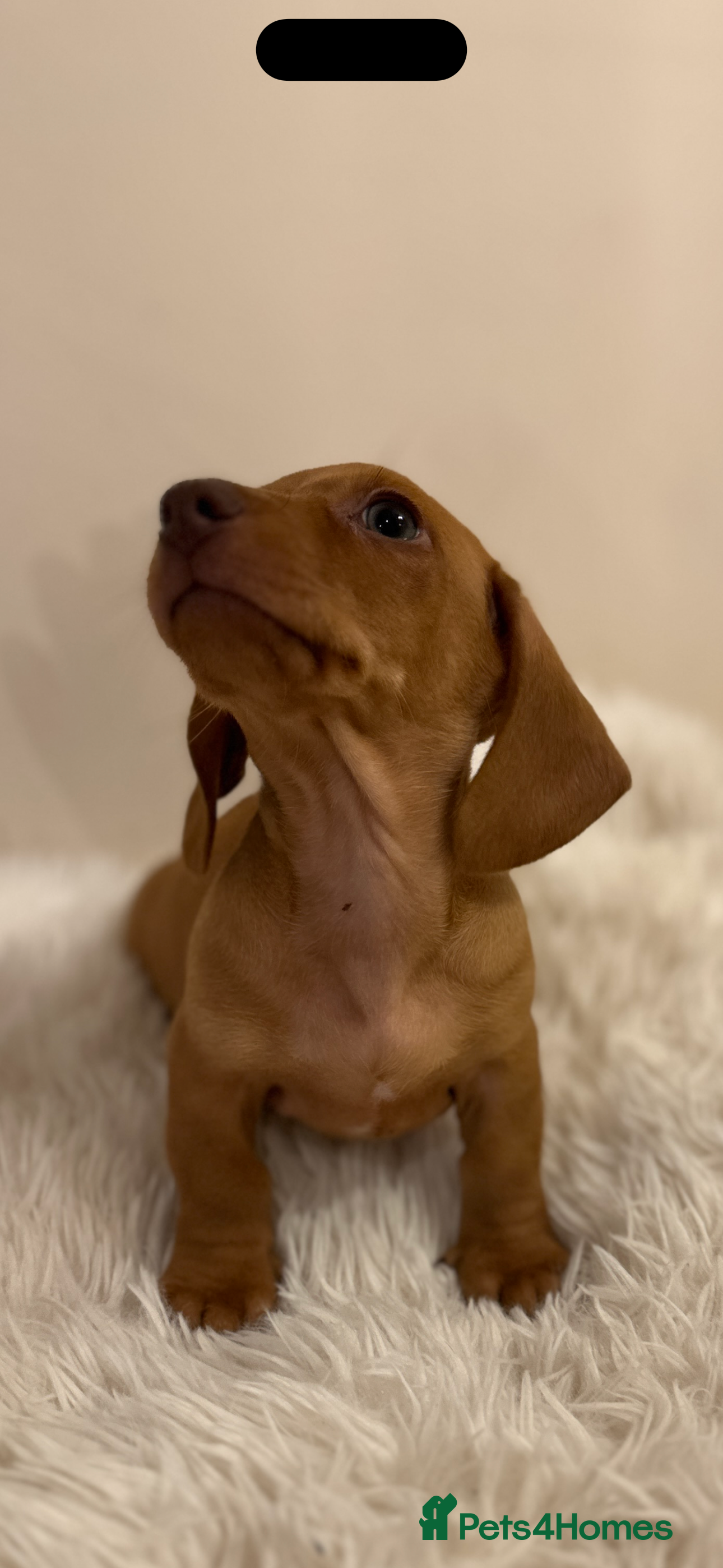 Miniature Dachshund dogs KC miniature dachshunds  - Advert 17