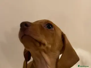 Miniature Dachshund dogs KC miniature dachshunds - Advert 17