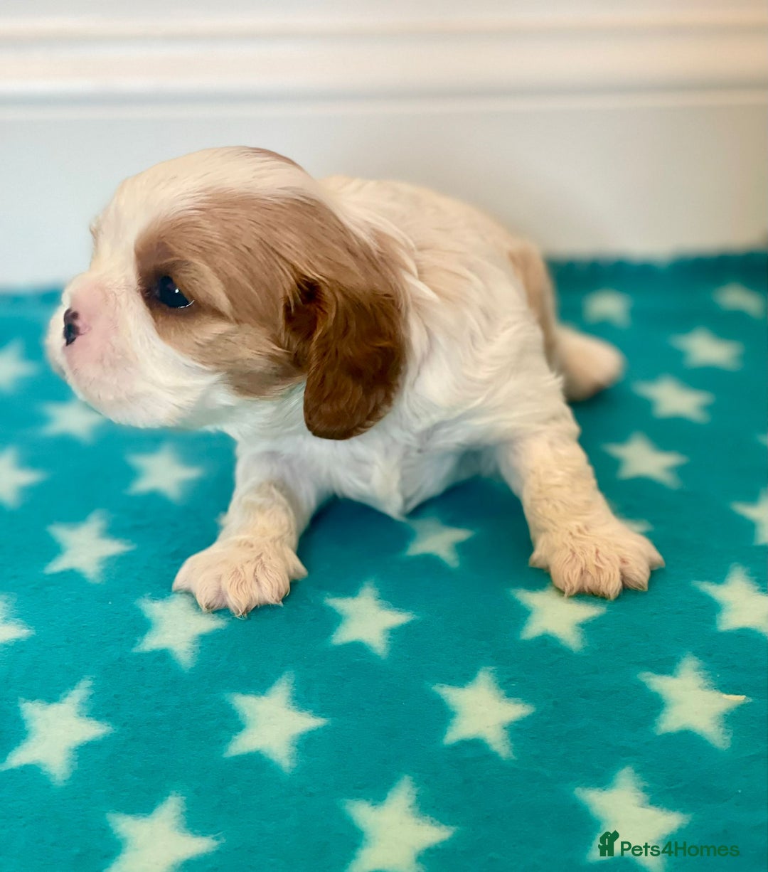 Cavalier King Charles Spaniel dogs for sale: Cavalier Pups – 0.10% COI, Health Tested, KC Reg - Image 19