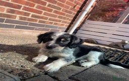 Mixed Breed dogs for sale: Merle Sprollies/Cotralian - Image 9