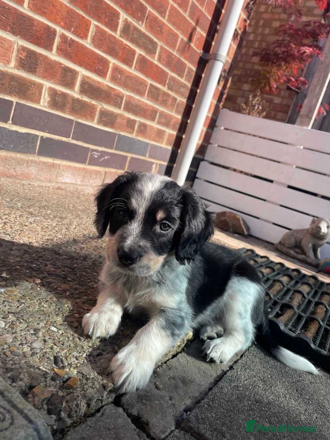 Mixed Breed dogs for sale: Merle Sprollies/Cotralian - Image 9