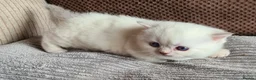 Munchkin cats for sale: Colour pointed, Female munchkin - Advert 6