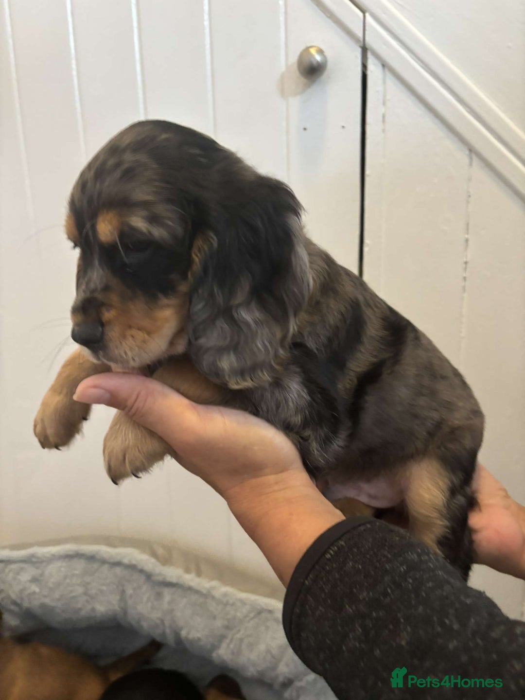 Cocker Spaniel dogs for sale: Fully Show type kc parents DNA tested all clear  - Image 15