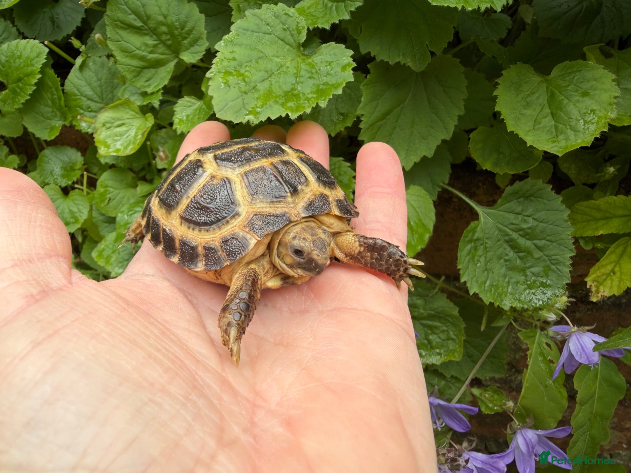 Tortoise reptiles Baby horsfield tortoises. Ready now. Setups also  - Advert 2