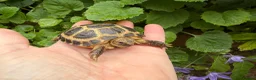 Tortoise reptiles for sale: Baby horsfield tortoises. Ready now. Setups also  - Advert 2