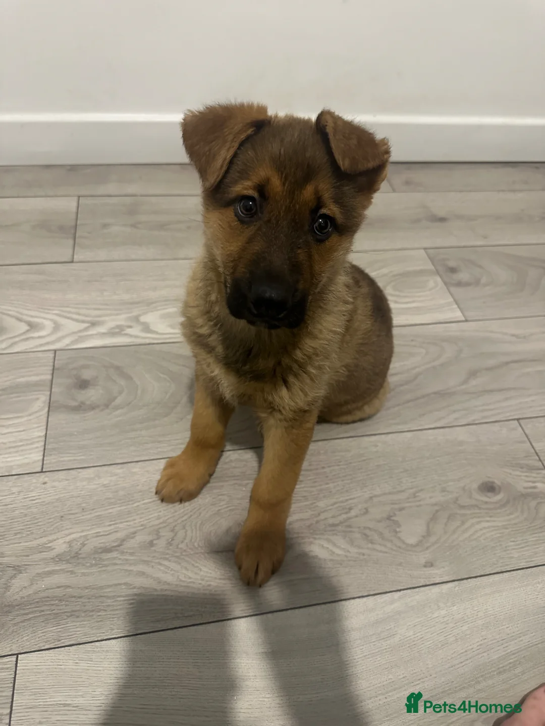 Mixed Breed dogs for sale: German Shepard x Alaskan Malamute Puppy in Peterborough - Advert 1