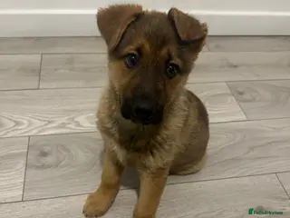 Mixed Breed dogs German Shepard x Alaskan Malamute Puppy - Advert 1