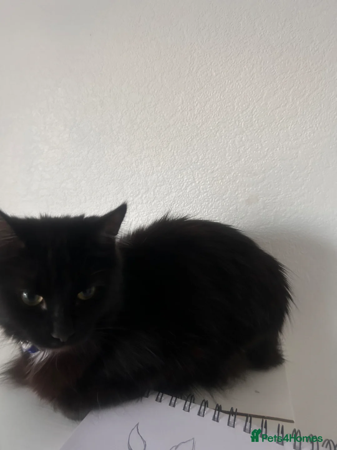 Domestic Shorthair cats for sale: KIWI  in Coventry - Advert 1