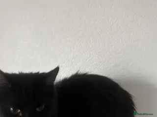 Domestic Shorthair cats KIWI - Advert 1