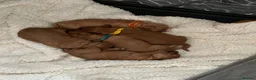 Cavapoo dogs for stud: Proven Toy Cavapoo Stud Extensively Health Checked - Advert 17
