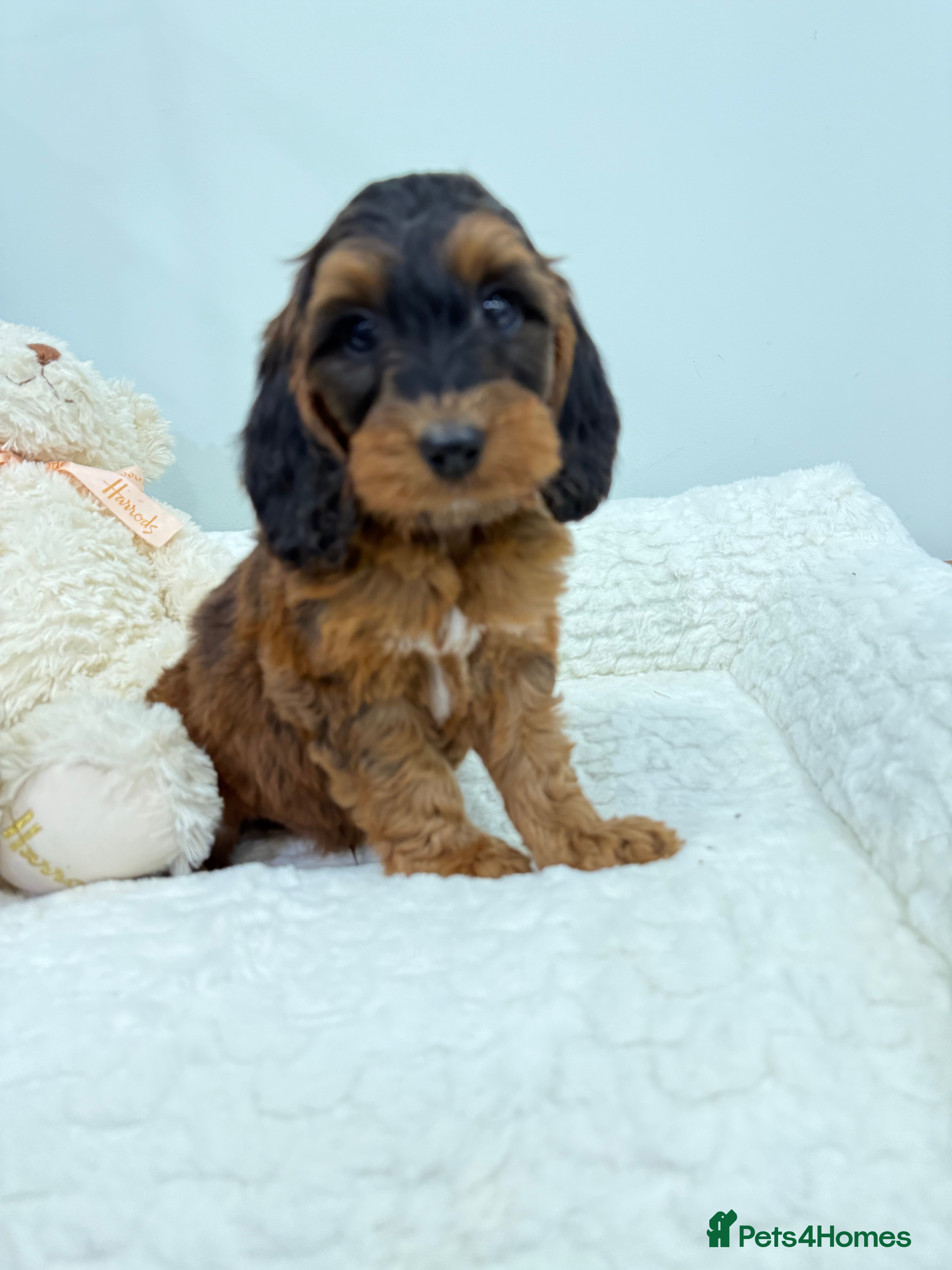 Cockapoo dogs 2 babies available. F1 full dna clear.  - Advert 1