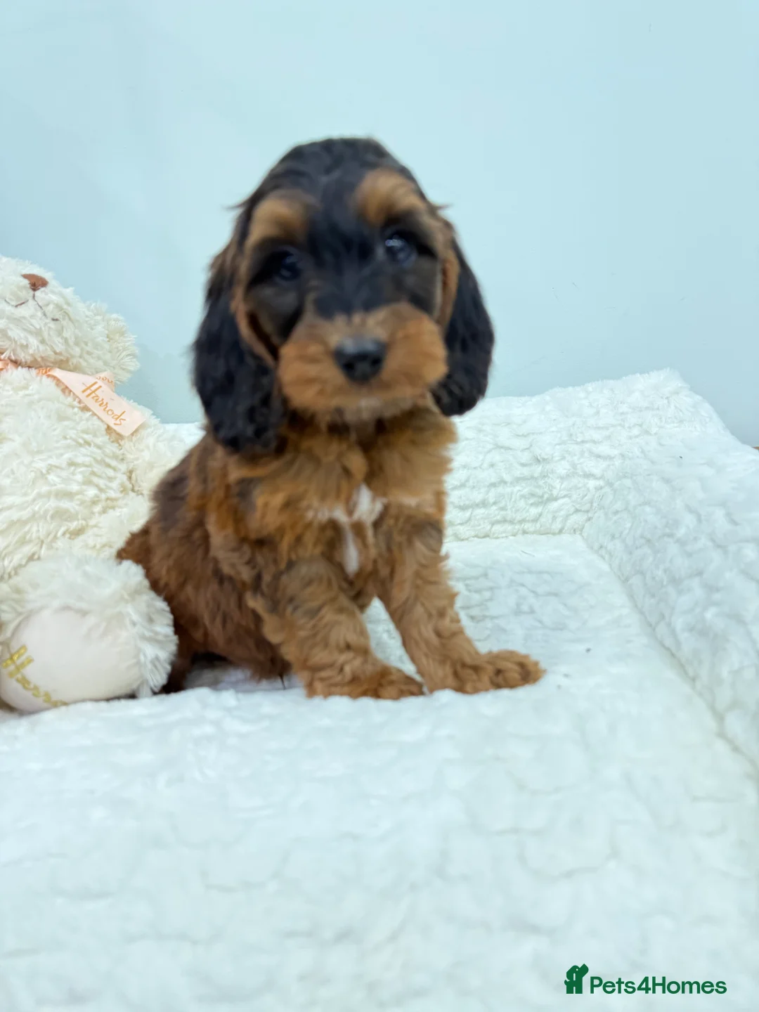 Cockapoo dogs for sale: 2 babies available. F1 full dna clear.  - Advert 1