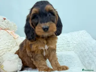 Cockapoo dogs 2 babies available. F1 full dna clear. - Advert 1