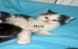 Ragdoll cats for sale: (2 GIRLS LEFT) 3 BiColour Ragdoll Ready in 3Weeks - Image 4