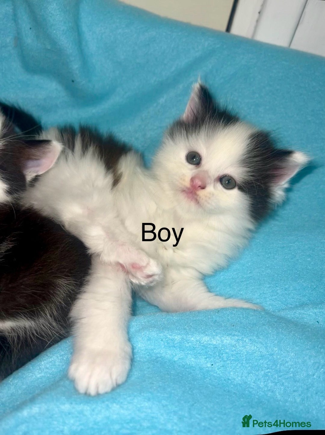 Ragdoll cats for sale: (2 GIRLS LEFT) 3 BiColour Ragdoll Ready in 3Weeks - Image 4