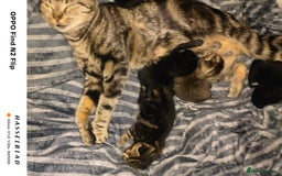 Mixed Breed cats for sale: Beautiful Black affectionate Female kitten  - Image 4
