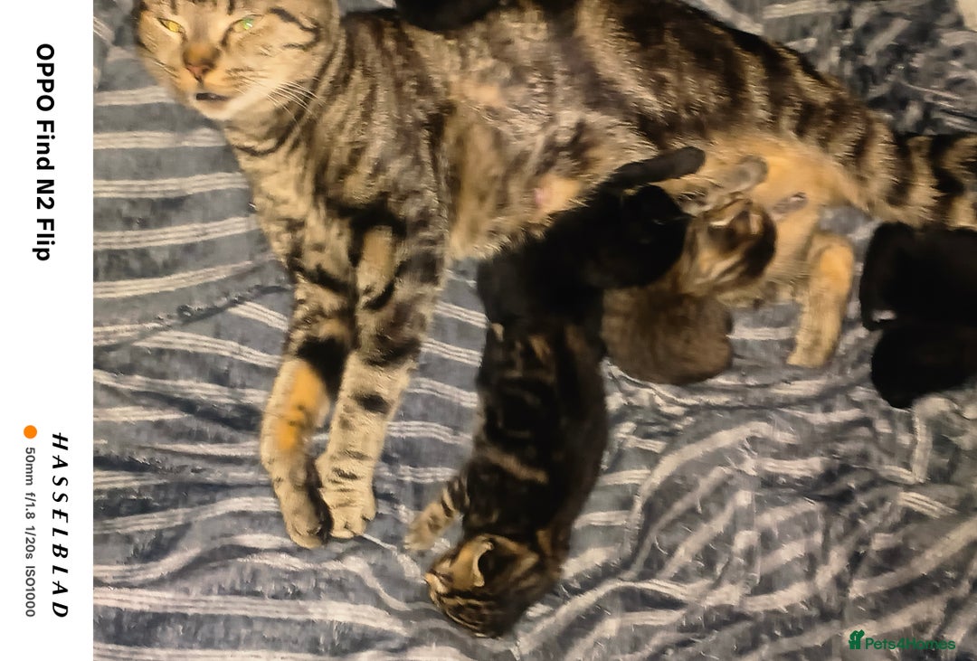 Mixed Breed cats for sale: Beautiful Black affectionate Female kitten  - Image 4